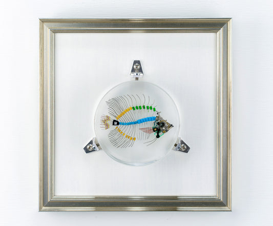Voltaic Butterflyfish, 2023