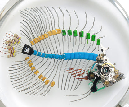 Voltaic Butterflyfish, 2023