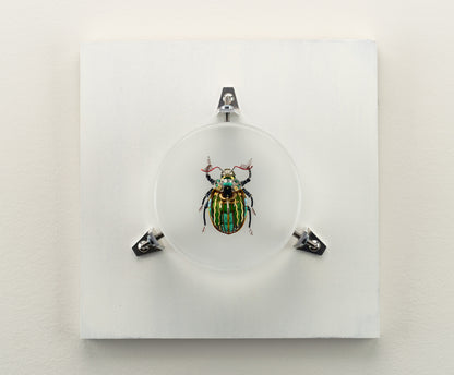 Waterfall Scarab, 2023
