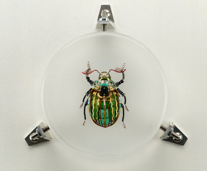 Waterfall Scarab, 2023