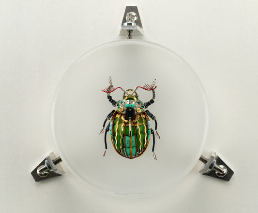 Waterfall Scarab, 2023