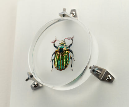Waterfall Scarab, 2023